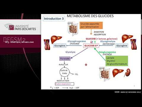 Vidéo: Rôles De La Reprogrammation Métabolique Du Glucose Dans La Chimiorésistance Et La Radio-résistance