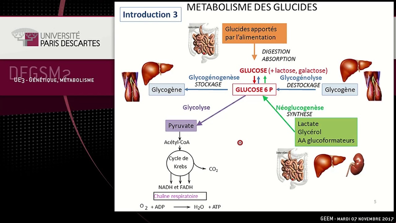 Métabolisme des glucides glycolyse Université Paris