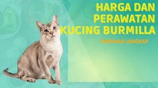 Burmilla Cat Prices and Care, Complete Guide #burmilla cat prices