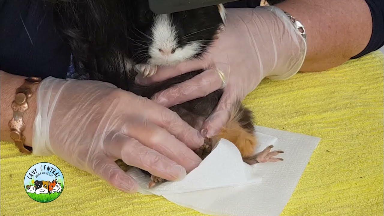 Older Male guinea Pig Impaction, Feet, cysts and cauliflower doo dah