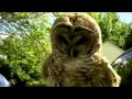 The cutest owl ever!