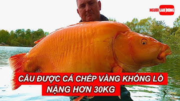Câu được cá chép vàng khổng lồ nặng hơn 30kg | Báo Người Lao Động