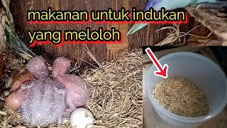 Makanan indukan lovebird saat meloloh anakkan