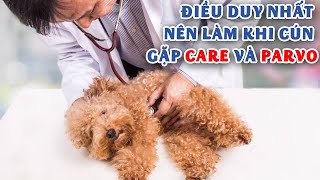 Sự thật về Parvo và Care ở chó - Bạn phải làm gì?