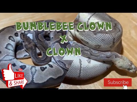 Update Bumblebee clown x clown ball python hatchlings