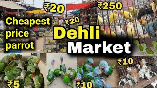 Cheapest price parrot ₹30 delhi market|| सबसे सस्ता दिल्ली पैरट मार्केट #talkingparot #babybird