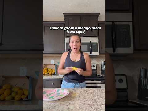 Video: Germinarea gropii de mango: puteți planta semințe de la magazinul alimentar Mango