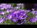 Krokusse mit Hummel und Bienen / crocuses with bumblebee and bees FULL HD Doku