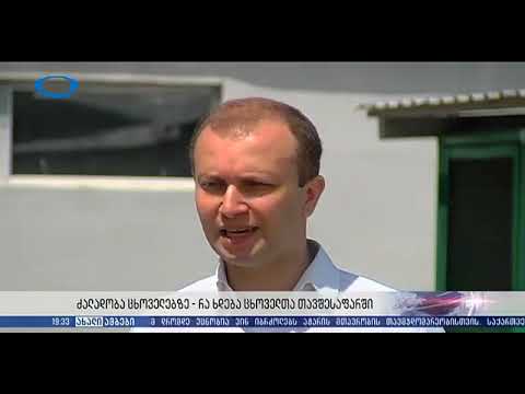 ტვ. იბერია - ძალადობა ცხოველებზე - რა ხდება ცხოველთა თავშესაფარში