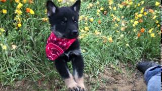 SAMSON Adorable German Shepherd Husky Pup for Adoption Burbank CA
