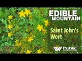 EDIBLE MOUNTAIN — St. John&#39;s Wort