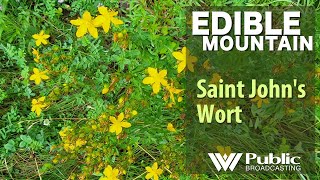 EDIBLE MOUNTAIN — St. John's Wort