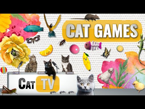Видео: КОТ-игры | Лучшая подборка Cat TV, том 41 | 2 ЧАСА 🐝🐞🦋🦎🦜🐜🐭🧵