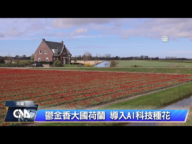 鬱金香大國荷蘭 導入AI科技種花