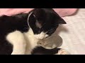 猫とハムスター【17】ハムスターだって🐭💕 猫に毛づくろいするっちゅう❤️