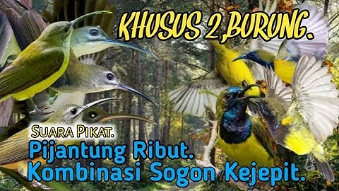 SUARA PIKAT PIJANTUNG RIBUT KOMBINASI SOGON KEJEPIT. AUTO LANGSUNG TURUN..
