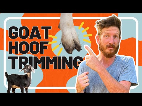 Master Goat Hoof Trimming - Your EASY DIY Guide to Healthy Hooves!