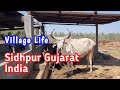 Village life sidhpur gujarat indiasedrana media