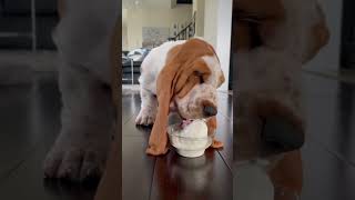 Basset Puppy Compilation ft. Fred #dog