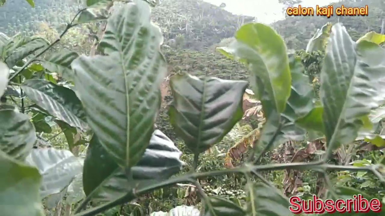 Part.;2 Pembuatan klon baru dari kopi lancur.(LBH simpel,mudah di jamin juuuoooossss.