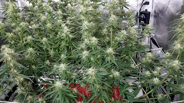 Week 9 of 10 autoflower run. EZHYDROGROW.COM DWC hydroponic grow tent system. 9 weeks from seed!