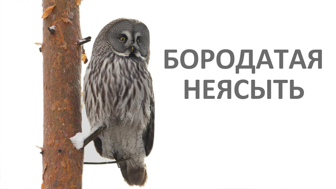 Бородатая неясыть в Санкт-Петербурге - YouTube