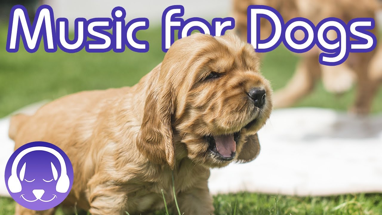 Soothing Sounds For Dogs INSTANTLY Calm Your Dog With Therapy Music soothing-sounds-for-dogs-instantly-calm-your-dog-with-therapy-music