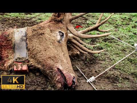 Crocodile Takes Down a Deer | Lake Placid 3