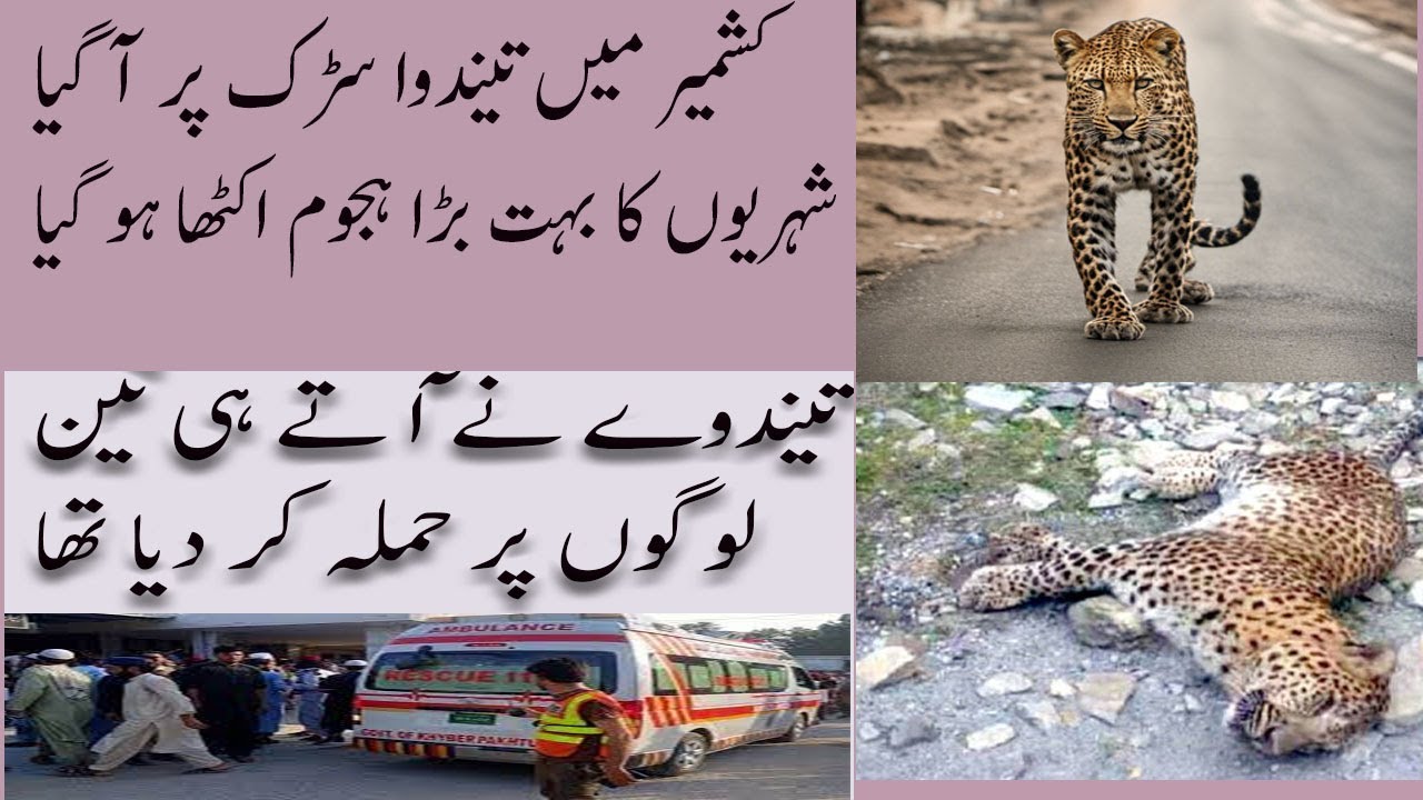 In Kashmir, a young leopard came down on the road, 'scared of the crowd'.people shocked