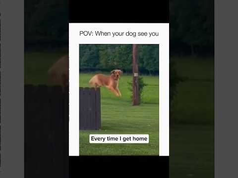 Dogs being idiots part 189: When your dog see you 🤣🐕 #funnydog #funnypet #cutedog #dog #pets #shorts
