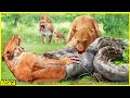 Mengerikaaan momen2 singa berburu mangsa dengan kejam di alam liar no 3 palingngeri