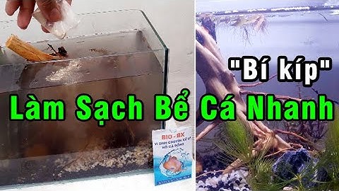 Men Vi Sinh giúp Làm Sạch Trong Nước Hồ Cá | Chăm Sóc Cá Cảnh Vlog