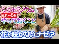 【シンビジウム4～5月手入れ】花が咲かない理由はコレ！簡単な解決法教えます