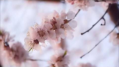 سورة البقرة كاملة القارئ إسلام صبحي