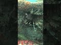 Spearfishing for Lionfish