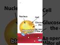 Entry Of Glucose Into The Cell Through GLUT #biochemistry #glucose