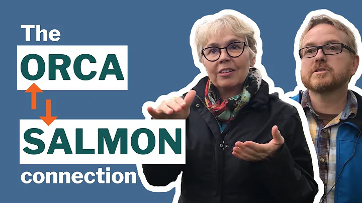 Protecting Orca: The orca-salmon connection