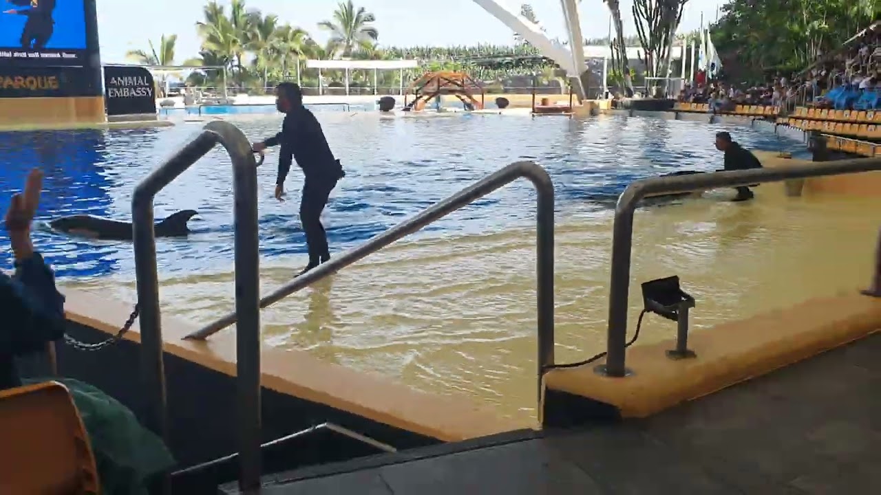 Orca Show aus dem loro parque