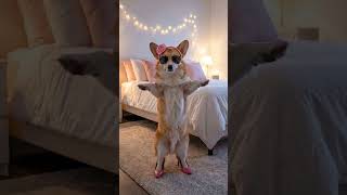 POV: Your Corgi Hears Latin Music for the First Time 🐶💃