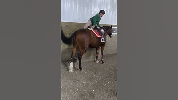 Mounting block slow mo holiday style #equestrianlife #horse #horsegirls