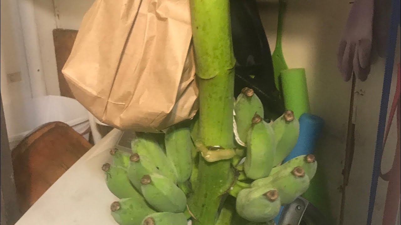 Hanging and ripening the Ice Cream banana Rack. YouTube