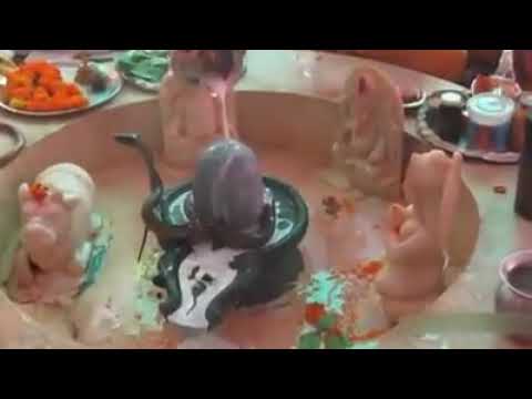 Real god snake video