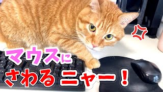ヤキモチ？マウスに触るとブチ切れる猫 by 茶トラ猫つくね / Tsukune 415 views 1 year ago 2 minutes, 56 seconds