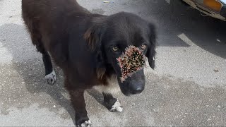 Removing Monster Mango Worms From Helpless Dog Animal Rescue Video