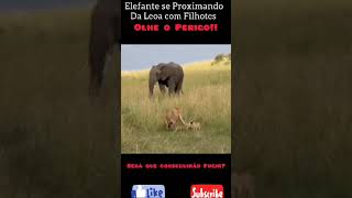 Elefante se aproximando  de uma Leoa com Filhotes,será  que eles conseguem   fugir em tempo?