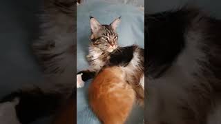 Как встретили в новой семье рыжего наглого котика Мейн-куна. Meeting red arrogant cat the Maine Coon Как встретили в новой семье рыжего наглого котика Мейн-куна. Meeting red arrogant cat the Maine Coon