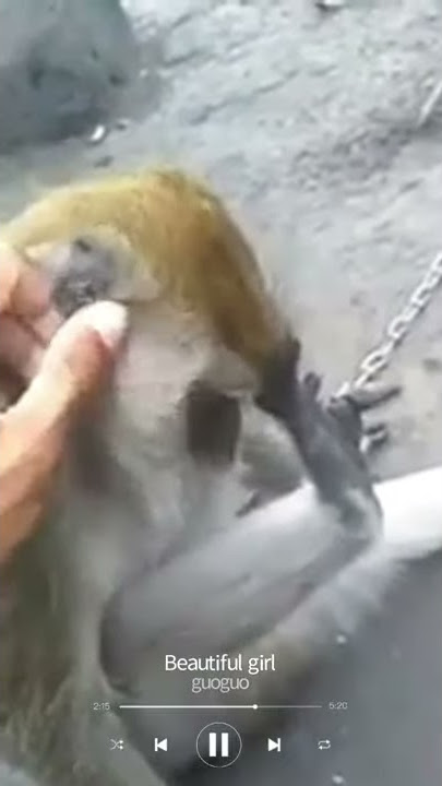 story wa monyet galau gak ketulungan