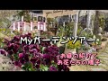 【ガーデニング】４月上旬 Myガーデンツアー　我が家のお庭紹介とお花たちの様子