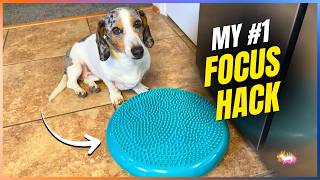 Use This Simple Dog Balance Disc HACK for Better Focus and Core Strength!