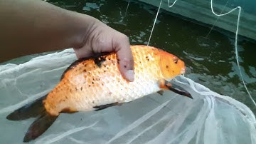 Biofloc fish farming Nagpur maharstra Biofloc practical learning